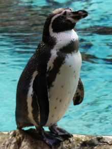 Penguin penalty
