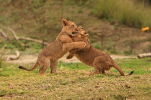 Lions fighting