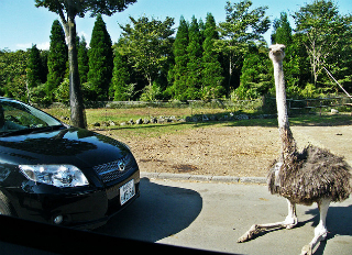 roadblock-by-ostrich
