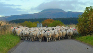sheep blocking road