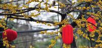 Red lanterns hanging in trees