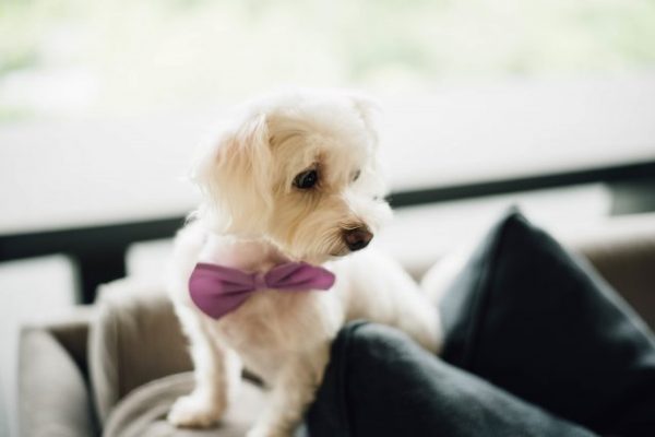 dog with bowtie