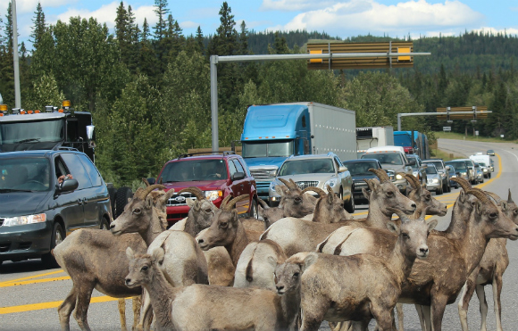 goats-in-road-blocking-seo-project-success