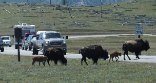 project-blocked-by-buffalo-in-road