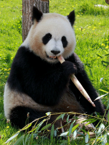 Panda penalty