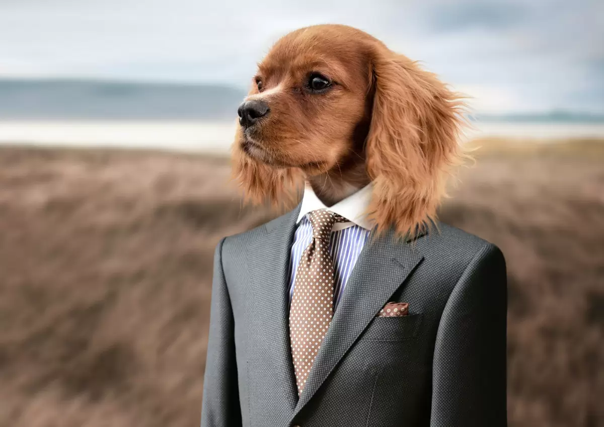 Dog wearing a one-size-fits-all suit.