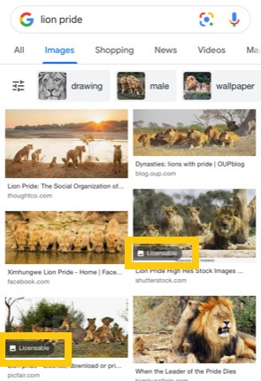 Lion image results with "licensable" tag.