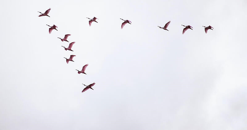 Birds migrating south for the winter.