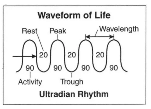 ultradian rhythm.